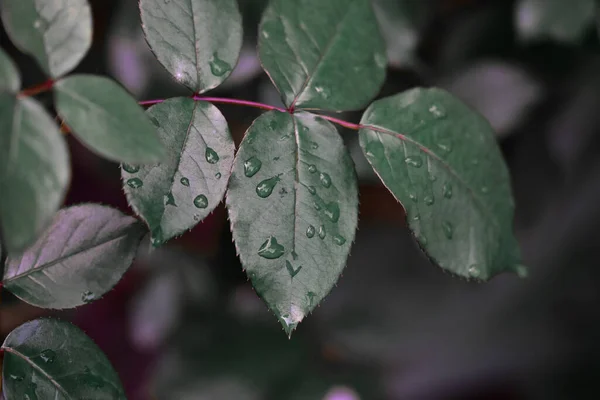 Zöld Rózsa Levelek Esőcseppekkel — Stock Fotó
