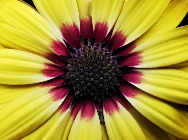 ภาพระยะใกล ของดอกทานตะว — ภาพถ่ายสต็อก