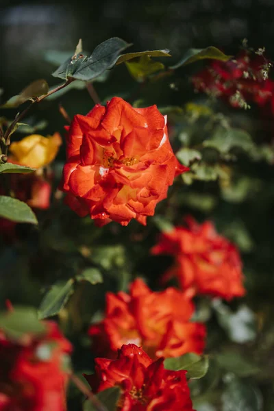 Closeup Shot Beautiful Roses — Stock Photo, Image