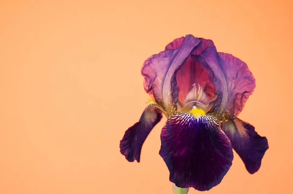 Eine Nahaufnahme Von Lila Irisblume Mit Kopierraum Auf Orangefarbenem Hintergrund — Stockfoto