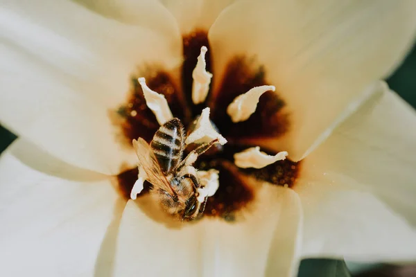 Макро Снимок Пчелы Собирающей Пыльцу Прекрасного Цветка — стоковое фото