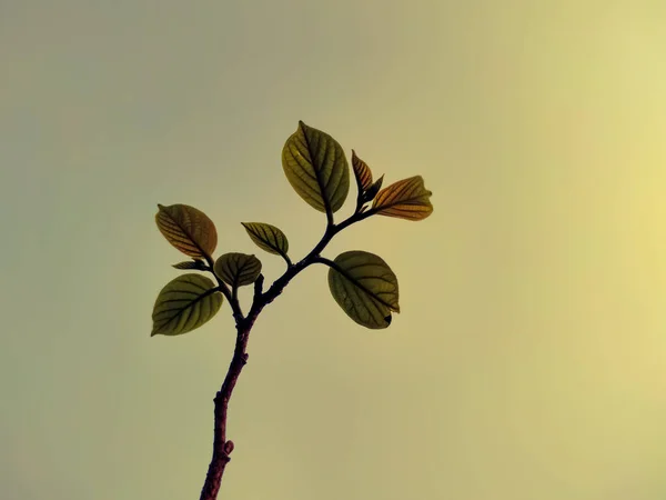 在阴郁的日子里 一张树枝的特写照片 — 图库照片