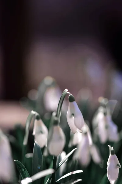 Selektywne Ujęcie Ostrości Świeżego Kwiatka Śniegu Polu Idealne Tapetę — Zdjęcie stockowe