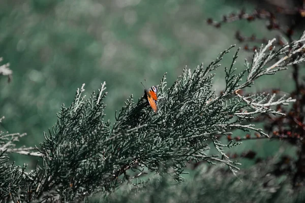 소나무 줄기에 나비의 — 스톡 사진