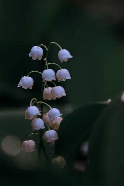 Egy Függőleges Lövés Gyönyörű Lily Völgy Virágok Virágzik Ágak Egy — Stock Fotó