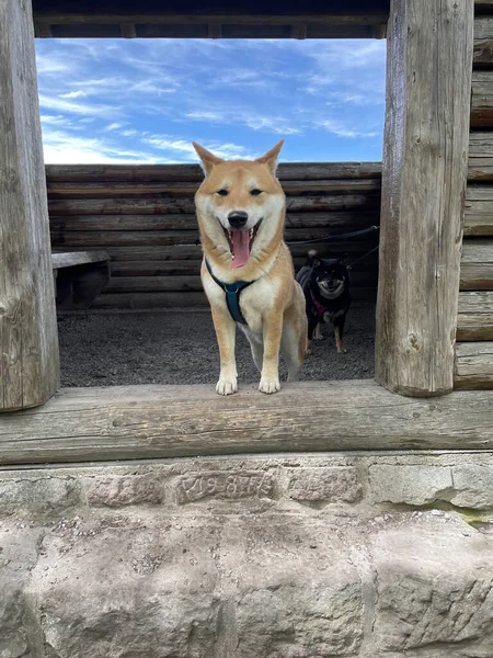 Een Shot Van Een Prachtige Hond — Stockfoto