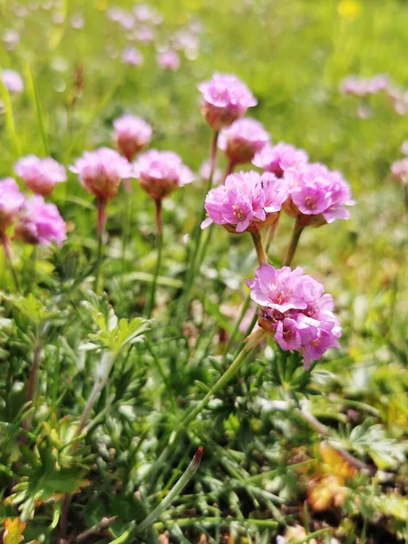 Thrift Pink Flowers Growing Cliffs Archipelago Southern Norway — Stock Photo, Image
