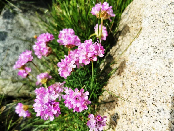 Sparsamt Rosa Blommorna Växer Klippor Skärgården Södra Norge — Stockfoto