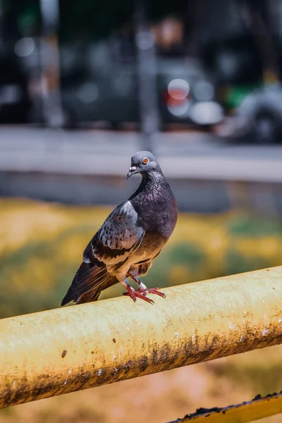Plan Vertical Pigeon Perché Sur Poteau — Photo