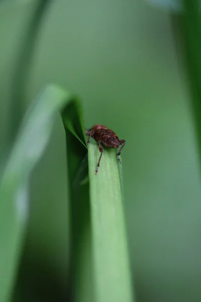 Petit Acari Sur Une Feuille Verte — Photo