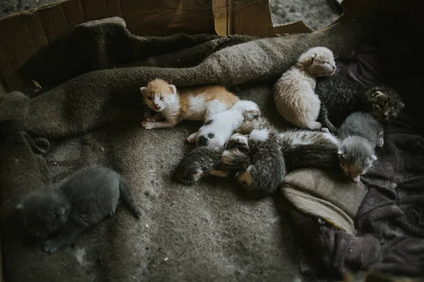 Yeni Doğmuş Kedilerin Yakın Plan Çekimi — Stok fotoğraf