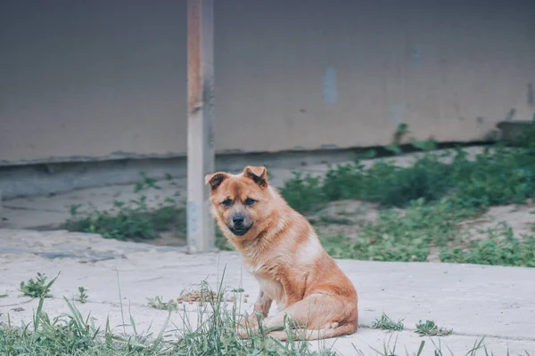 一只可爱的棕色狗坐在室外 — 图库照片