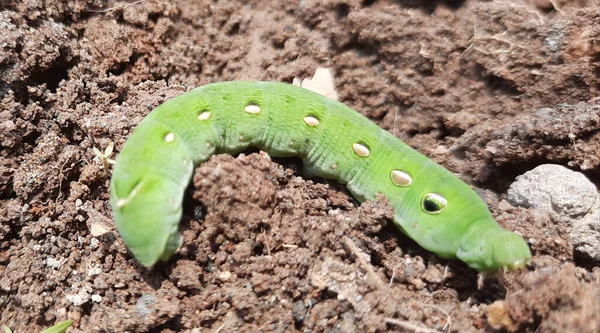 浅绿色毛毛虫在褐土地面上的模糊运动和高视角宏观特写 — 图库照片