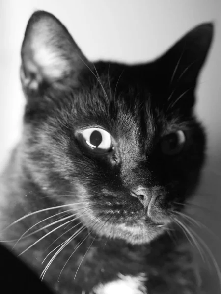 Retrato Escala Grises Del Gato Negro —  Fotos de Stock