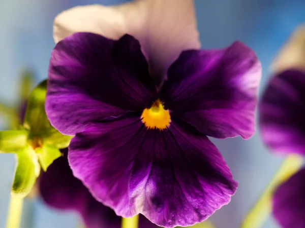 Detailní Záběr Kvetoucí Divokou Buclatou Květinku — Stock fotografie