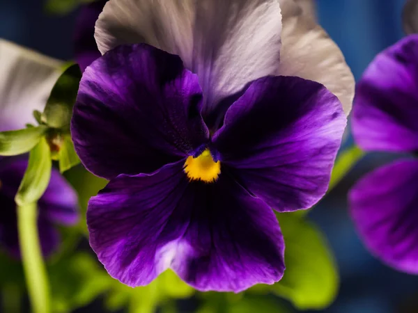 Closeup Shot Blooming Wild Pansy Flower — Stock Photo, Image
