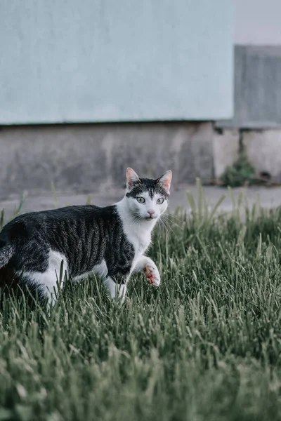 Disparo Vertical Lindo Gato Blanco Negro Caminando Por Jardín Verde —  Fotos de Stock