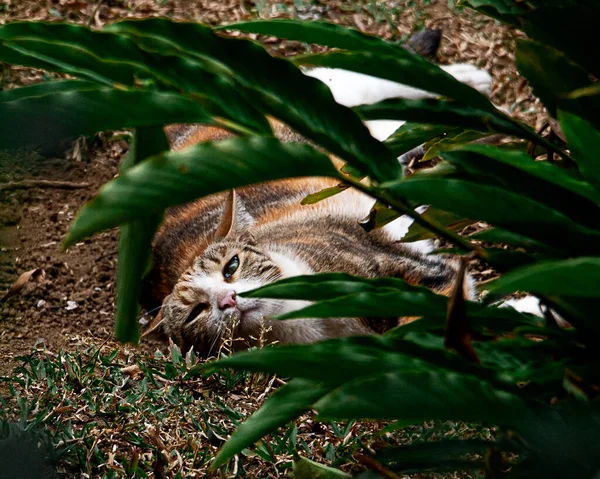 Výstřel Kočky Ležící Zemi — Stock fotografie