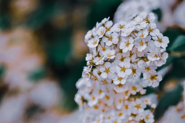 Крупним Планом Знімок Свіжої Білої Спіреї Саду Відмінно Підходить Шпалер — стокове фото