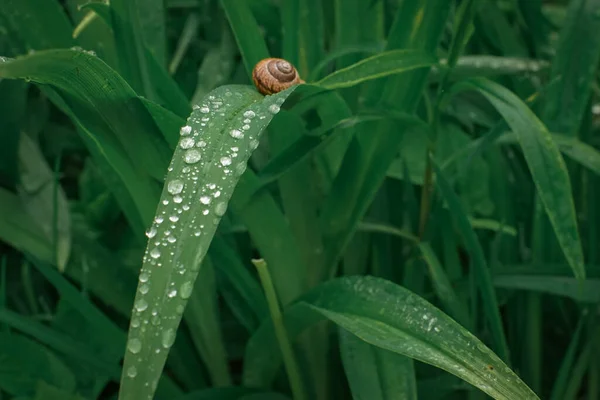 Closeup Snail Grass Covered Raindrops Field Blurry Background — Stock Photo, Image