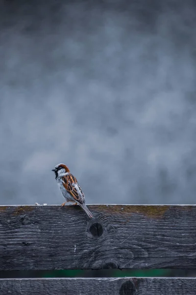 Vertical Closeup Shot Sparrow Bird Perched Wood — Stock Fotó