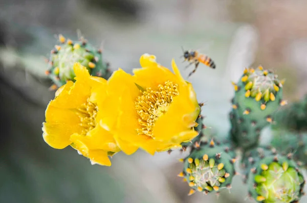 Gros Plan Boutons Fleurs Poire Piquante Dans Jardin Avec Fond — Photo