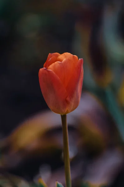 Plano Vertical Tulipán Naranja Ideal Para Fondo — Foto de Stock