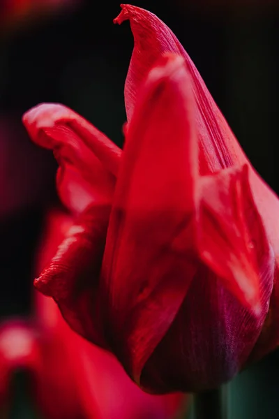 Primer Plano Una Hermosa Flor Tulipán Rojo Sobre Fondo Oscuro — Foto de Stock