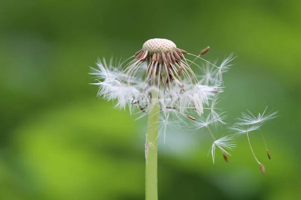 Een Close Shot Van Een Geblazen Paardebloem Een Wazige Achtergrond — Stockfoto