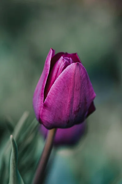 Primer Plano Una Hermosa Flor Tulipán Púrpura Sobre Fondo Borroso — Foto de Stock