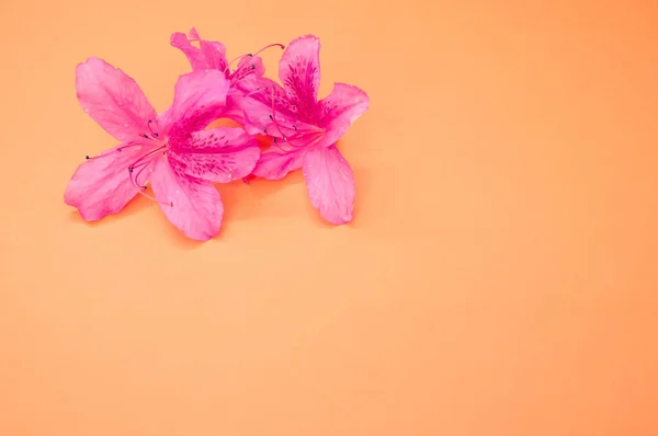 Detailní Záběr Jemné Růžové Květy Azalky Izolované Pastelově Oranžovém Povrchu — Stock fotografie