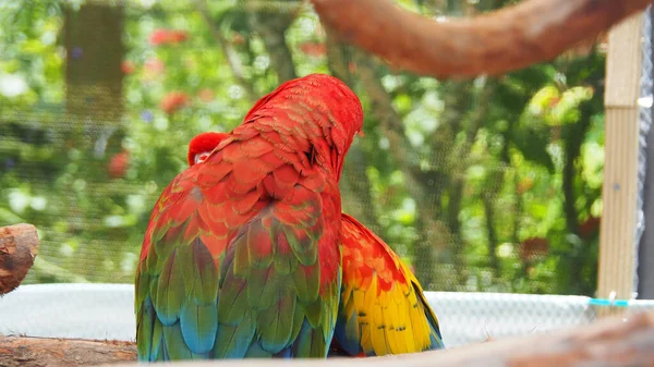 Dois Papagaios Arara Asa Verde Abraçando Outro — Fotografia de Stock