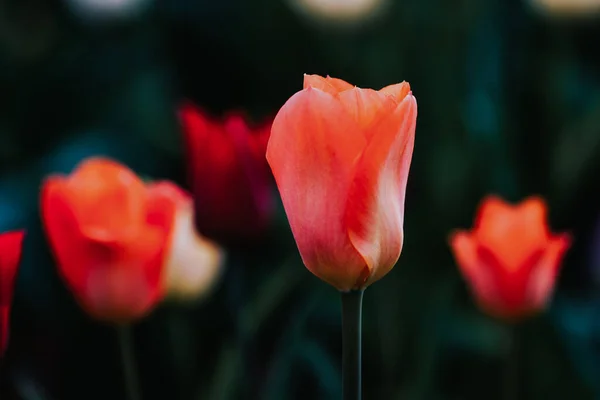 Eine Nahaufnahme Von Schönen Tulpen Auf Einem Feld — Stockfoto
