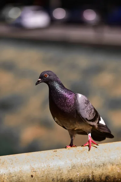 Vertical Shot Pigeon Perched Metal Pipe — Stock Fotó