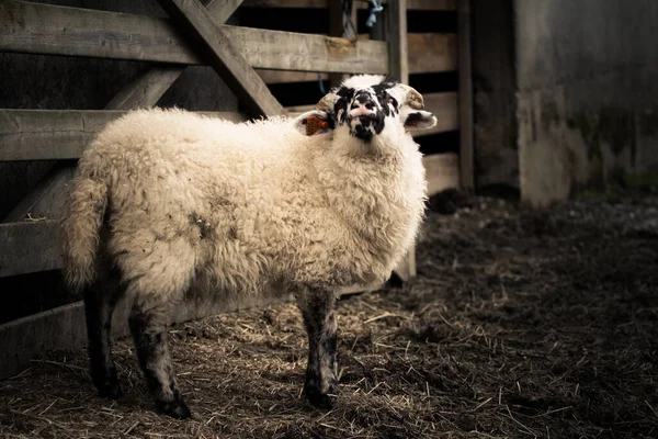 Les Moutons Blancs Dans Ferme — Photo