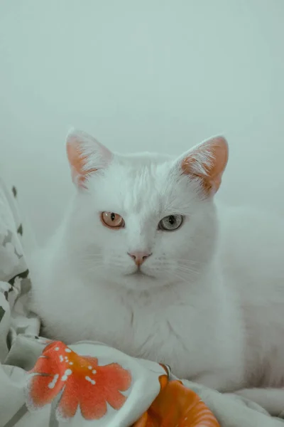 Ένα Κάθετο Πλάνο Ενός Χαριτωμένου Λευκού Γάτου Κάο Μάνι — Φωτογραφία Αρχείου