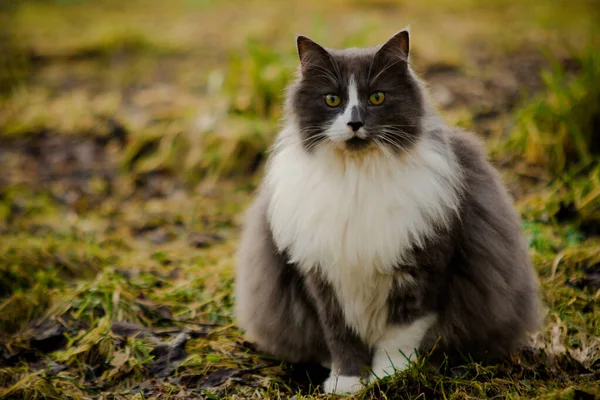 Retrato Belo Gato Siberiano Olhando Para Câmera — Fotografia de Stock