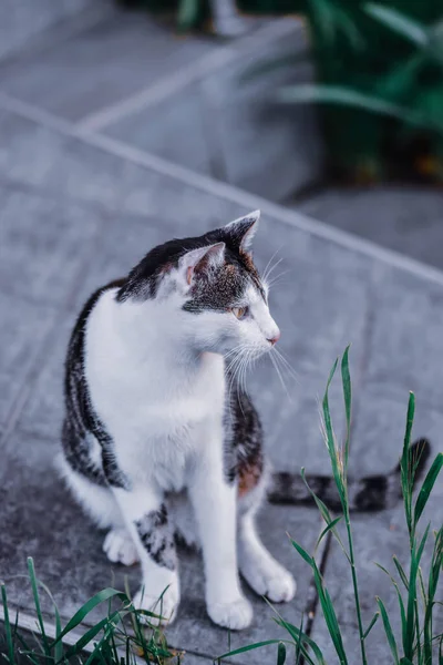 Μια Κάθετη Φωτογραφία Μιας Ασπρόμαυρης Χαριτωμένης Γάτας Στον Καταπράσινο Κήπο — Φωτογραφία Αρχείου