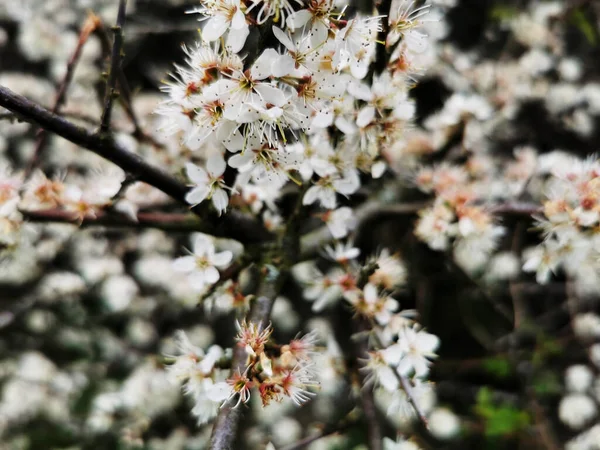 Detailní Záběr Květ Stromu — Stock fotografie
