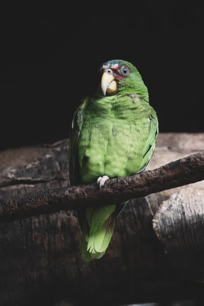 Beyaz Önlü Amazon Amazona Albifronları Papağanı Dal Üzerinde — Stok fotoğraf