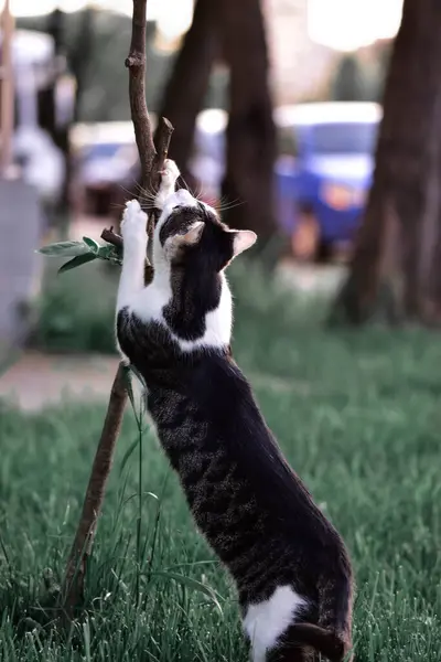 Uroczy Kot Domowy Bawiący Się Gałązką Parku — Zdjęcie stockowe