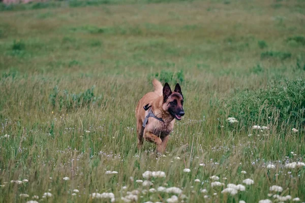 Focus Selettivo Cane Pastore Tedesco Che Corre Sull Erba — Foto Stock