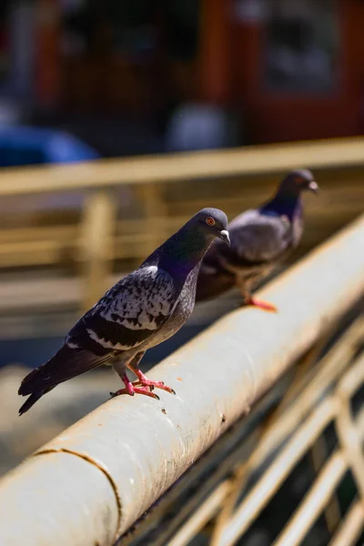 一只鸽子栖息在一根杆子上的垂直射击 — 图库照片