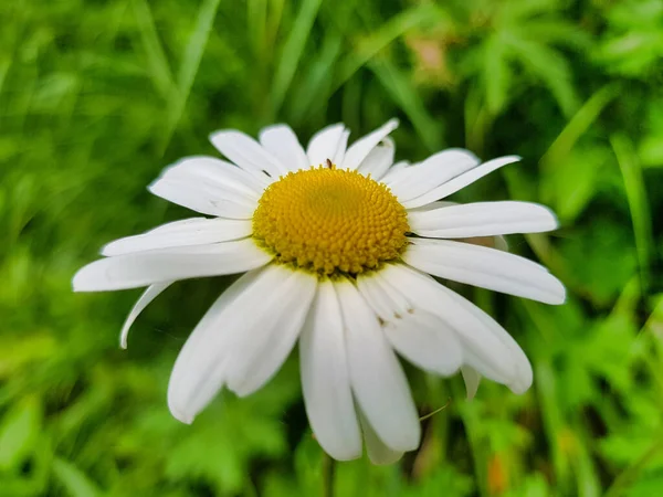 Een Close Van Een Witte Gele Kamille Een Groene Tuin — Stockfoto