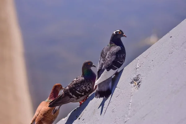 배경에 마리의 비둘기를 클로즈업 — 스톡 사진