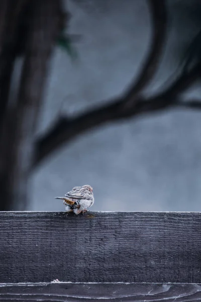 Eine Vertikale Aufnahme Eines Kleinen Vogels Auf Der Holzbank Vor — Stockfoto