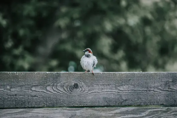 Closeup Sparrow Perched Wooden Plank — Stock Fotó