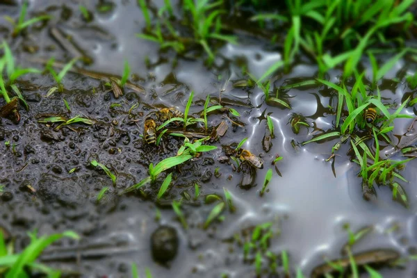 Close Shot Bees Grassy Mud — Stock Photo, Image