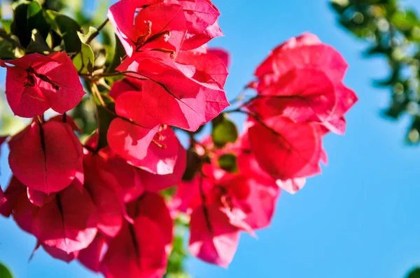 Een Closeup Van Bloeiende Rode Bougainvillea Bloemen Een Tuin Onder — Stockfoto
