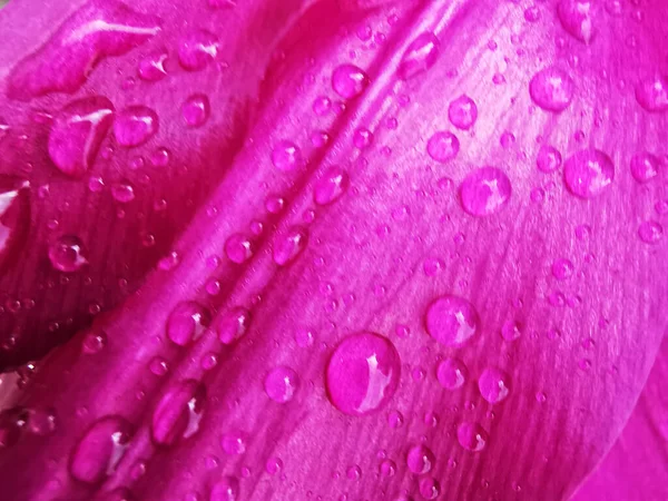 Крупный План Водопадов Розовом Лепестке — стоковое фото